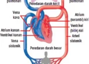Mengenal Jantungmu: Teknologi Canggih di Balik Sistem Peredaran Darah