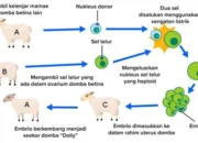 Menguak Rahasia Kloning: Lebih dari Sekadar Salinan