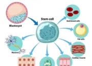 Mengenal Keajaiban Teknologi Stem Cell: Harapan Baru untuk Masa Depan